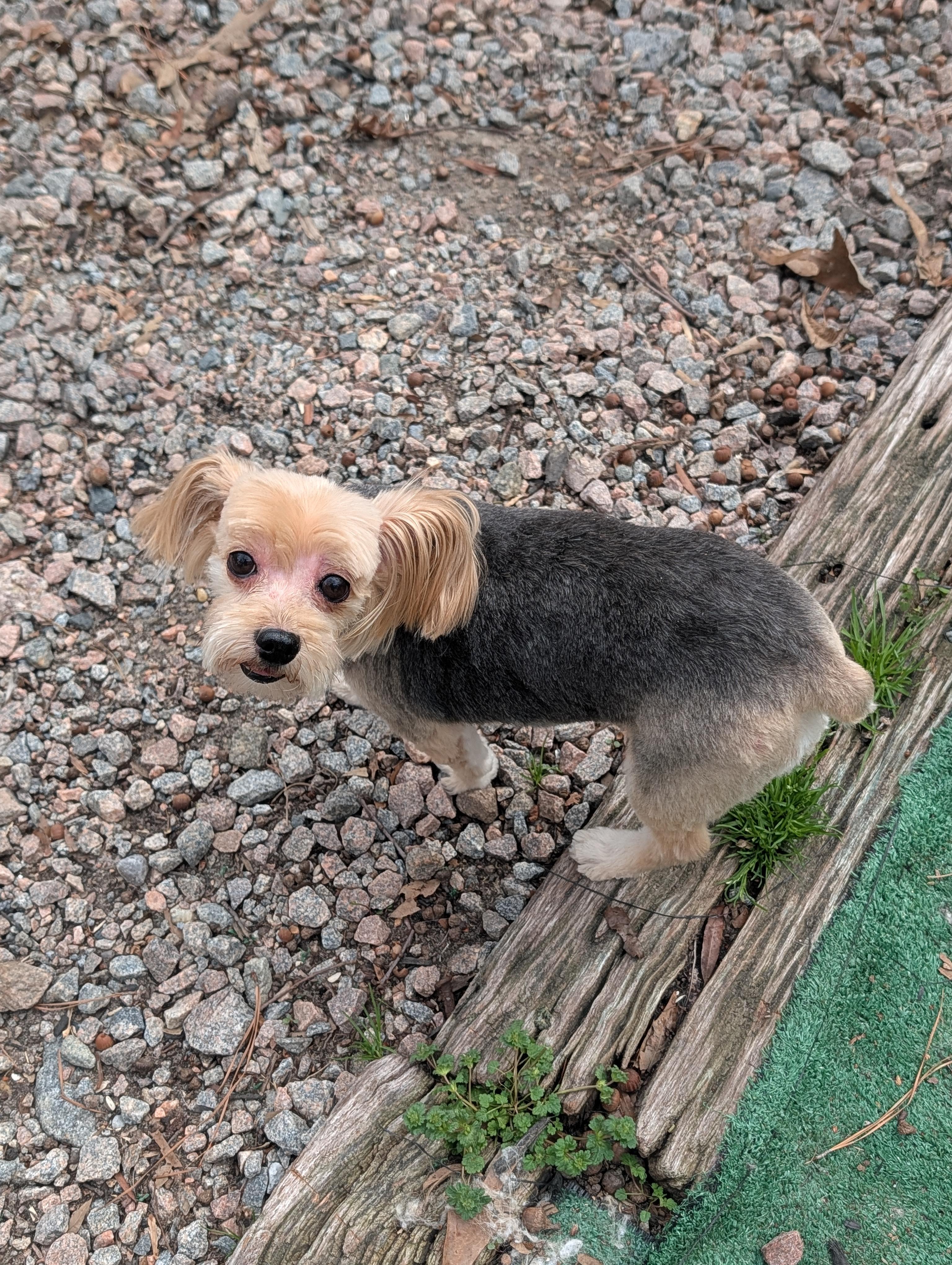 Cricket, a ADOPTABLE Yorkshire Terrier in Richmond, VA image 3/3