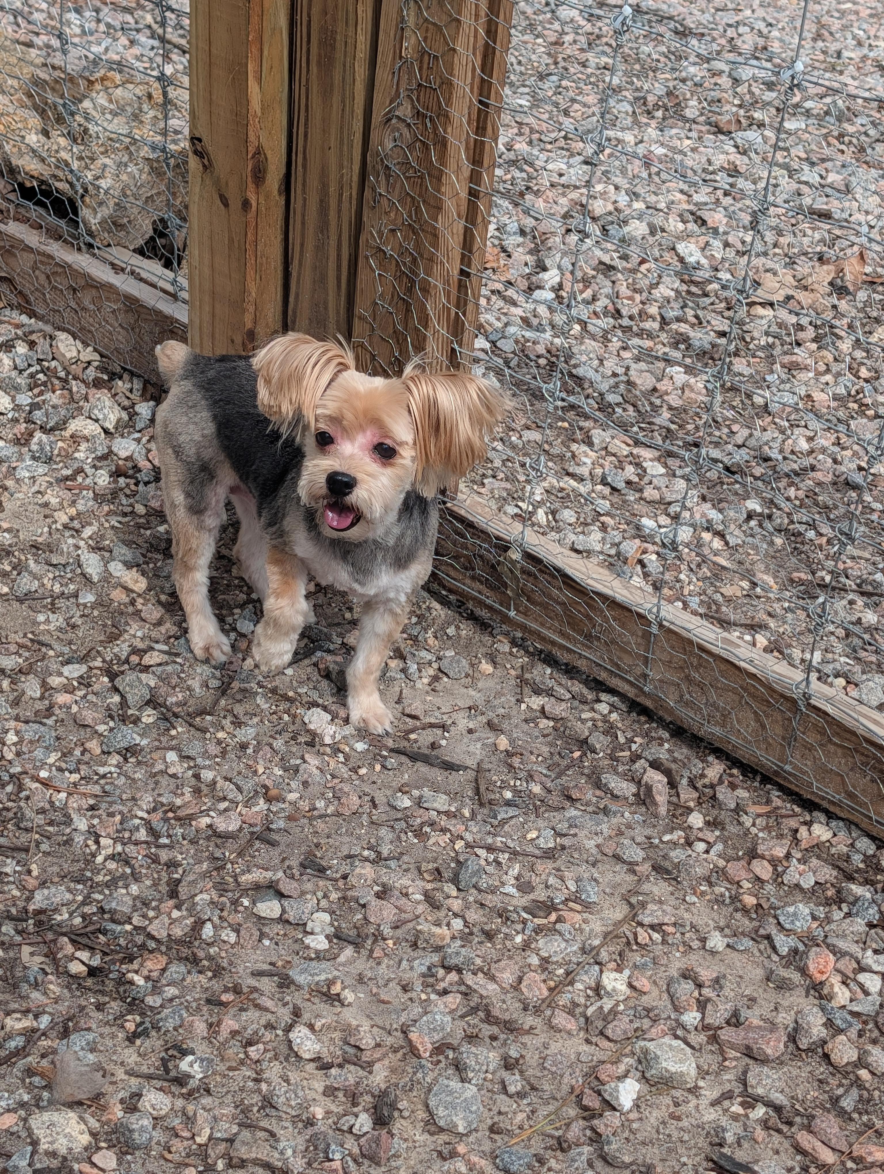 Cricket, ADOPTABLE, Senior Female Yorkshire Terrier.