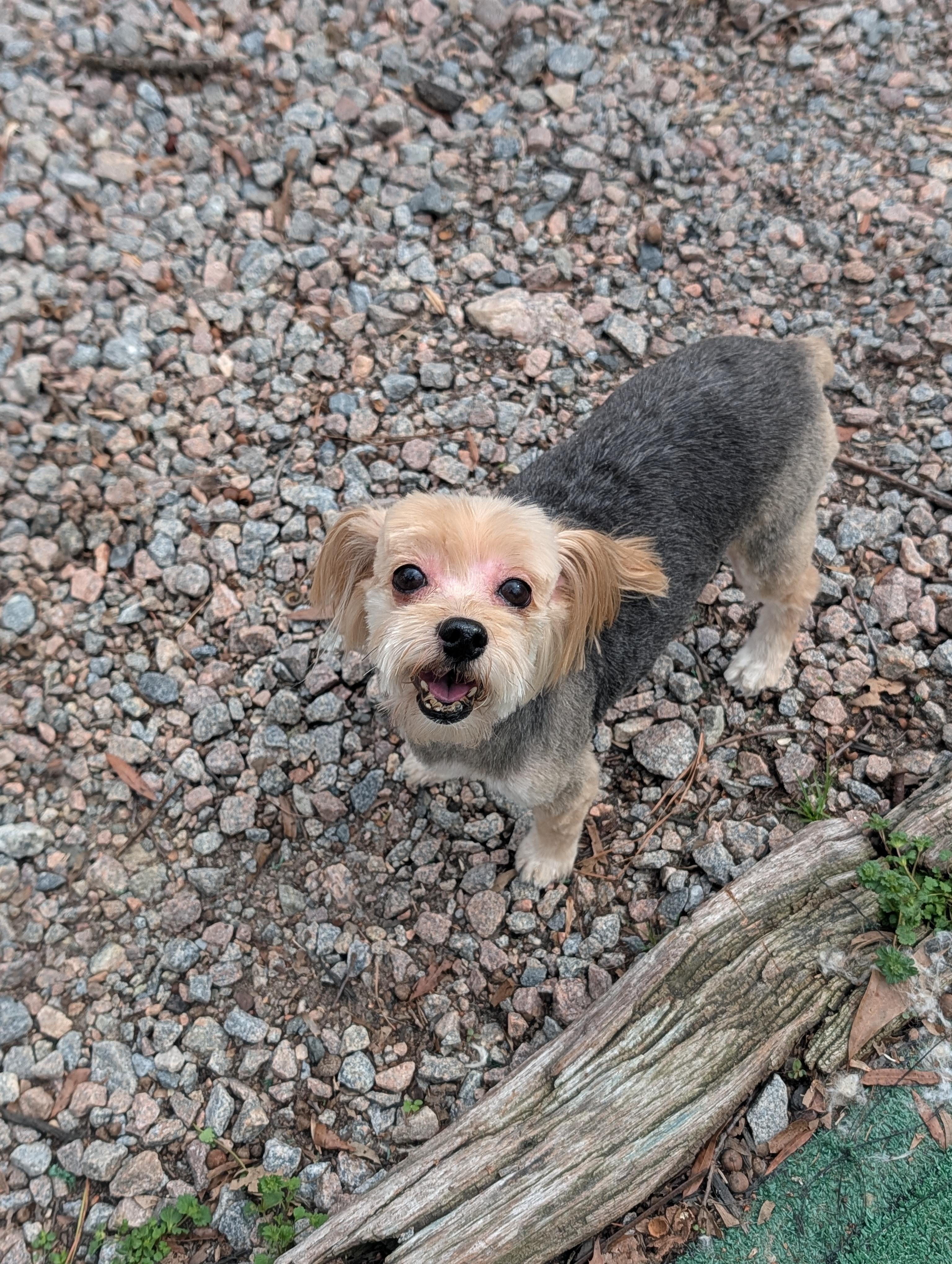 Cricket, a ADOPTABLE Yorkshire Terrier in Richmond, VA image 2/3