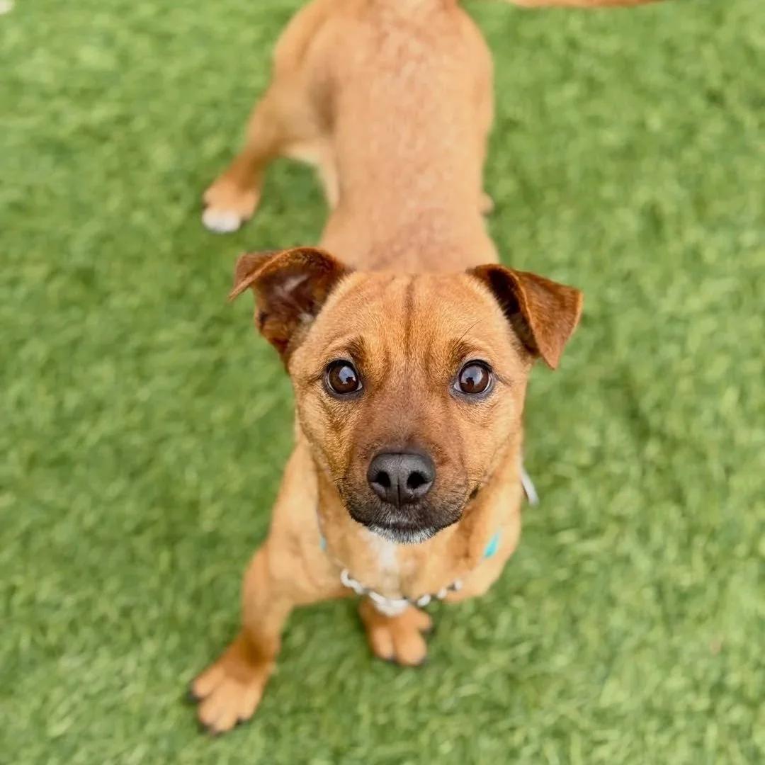 Enlarge URE, a ADOPTABLE mixed breed in San Francisco, CA image 1/1