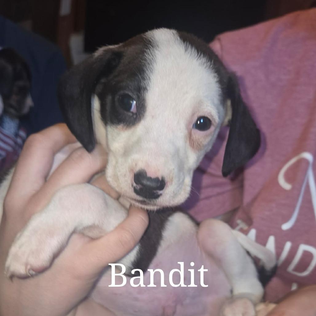 Bandit, Adoptable, Puppy Male Beagle.