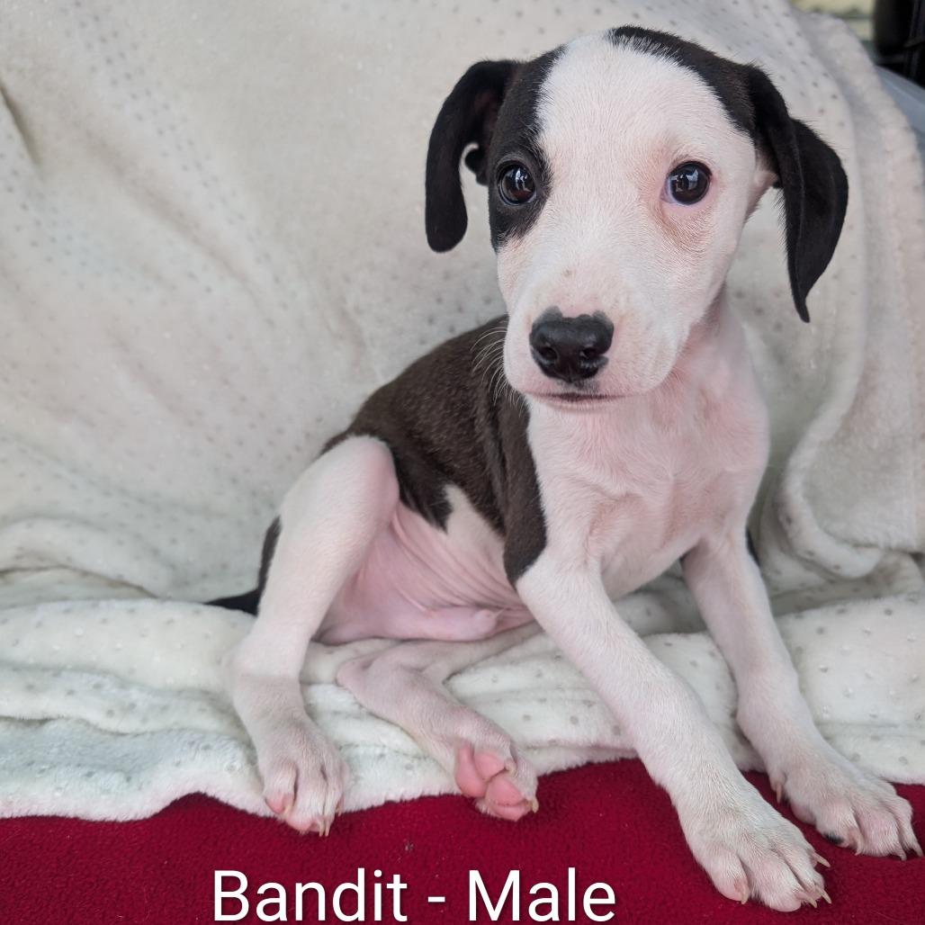 Enlarge Bandit, a Adoptable Beagle in West Plains, MO image 2/2
