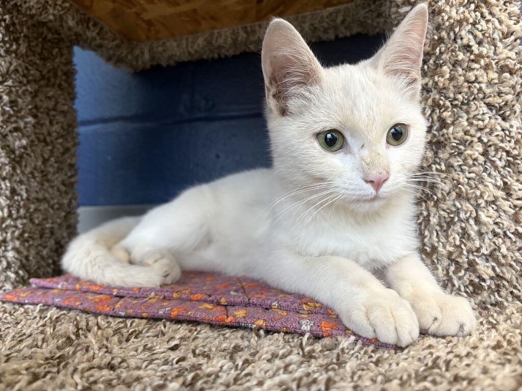 ALABASTER, Adopted, Kitten Male Domestic Short Hair.