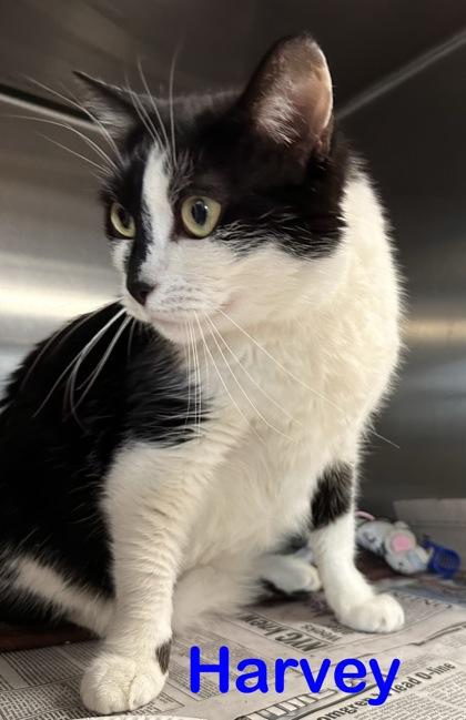Harvey, a Adoptable mixed breed in Bridgewater, NJ image 2/2