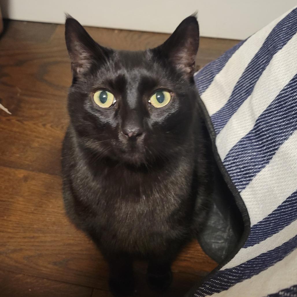 Enlarge Binx, a Adoptable Domestic Short Hair in Lions Bay, BC image 1/1