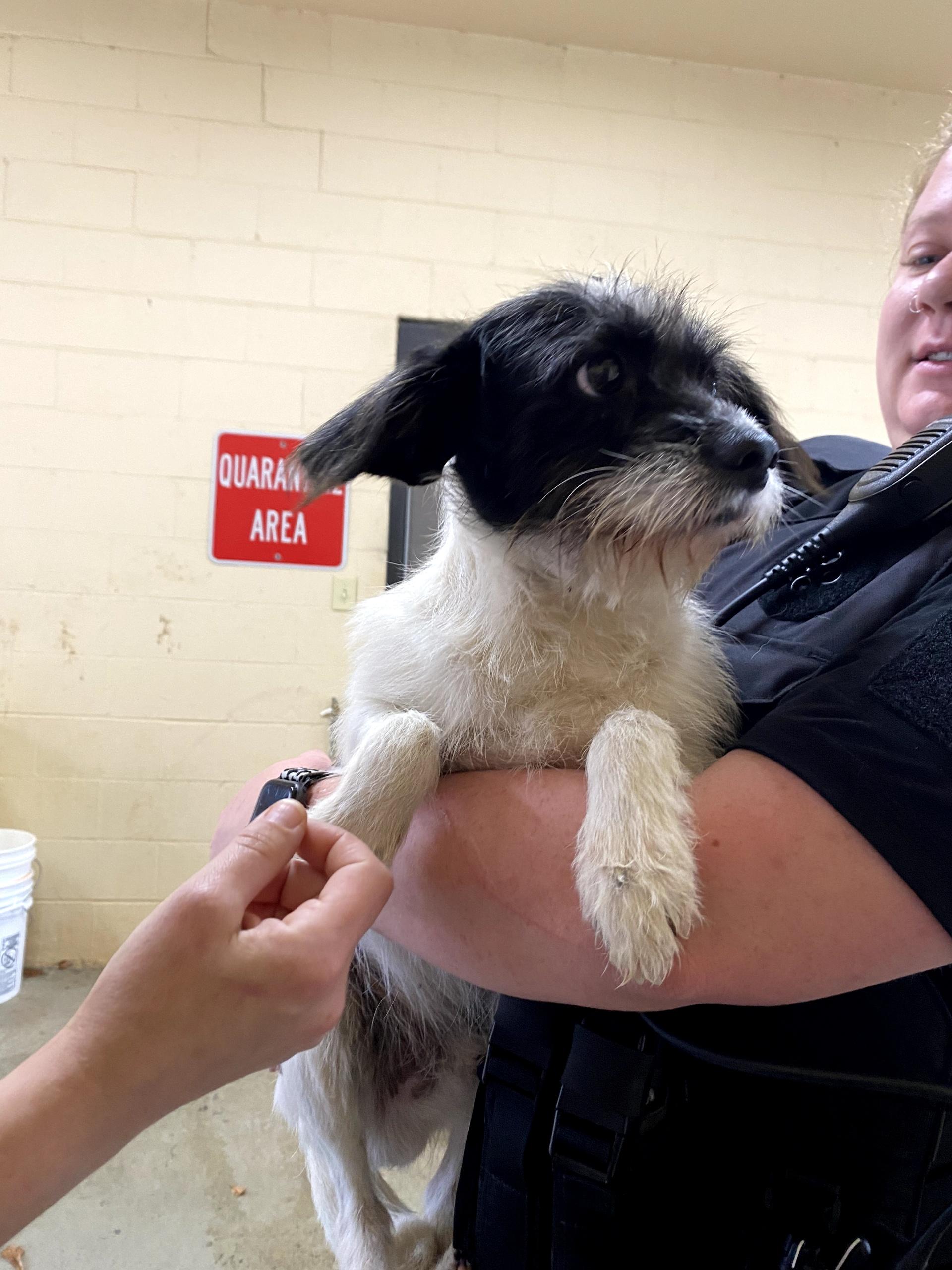 Enlarge Jasper, a ADOPTABLE mixed breed in Port Saint Lucie, FL image 1/3