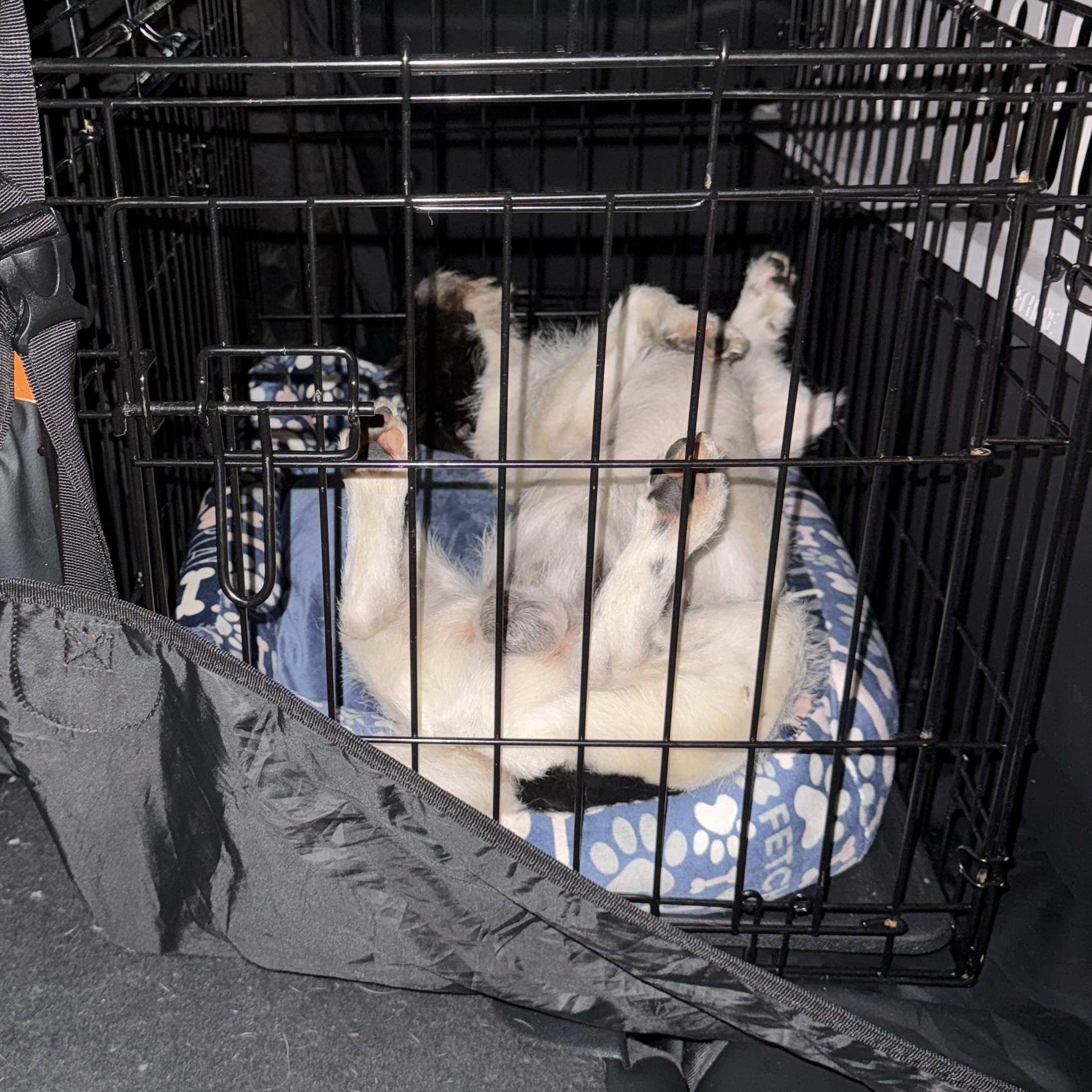 Enlarge Jasper, a ADOPTABLE mixed breed in Port Saint Lucie, FL image 3/3