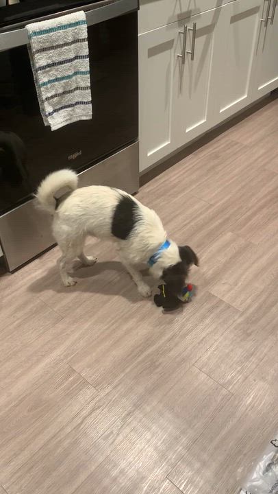 Enlarge Jasper, a ADOPTABLE mixed breed in Port Saint Lucie, FL video 2/3