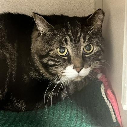 Lucky, Adoptable, Adult Male Domestic Short Hair & Domestic Short Hair.
