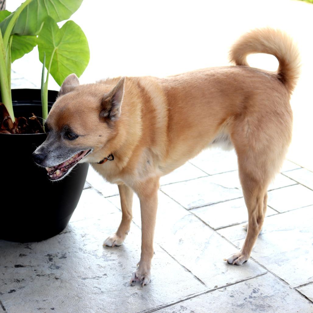 Swiper, Adoptable, Senior Male Shiba Inu & Mixed Breed.