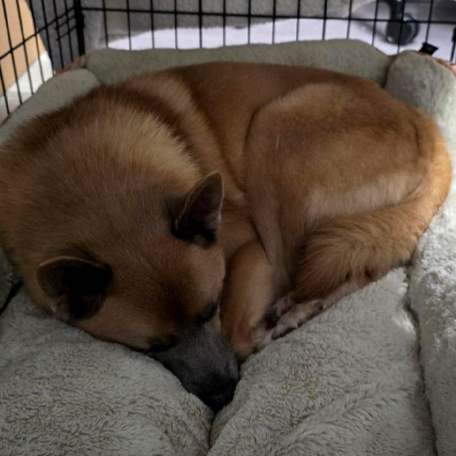 Enlarge Swiper, a Adoptable mixed breed in Festus, MO image 2/4