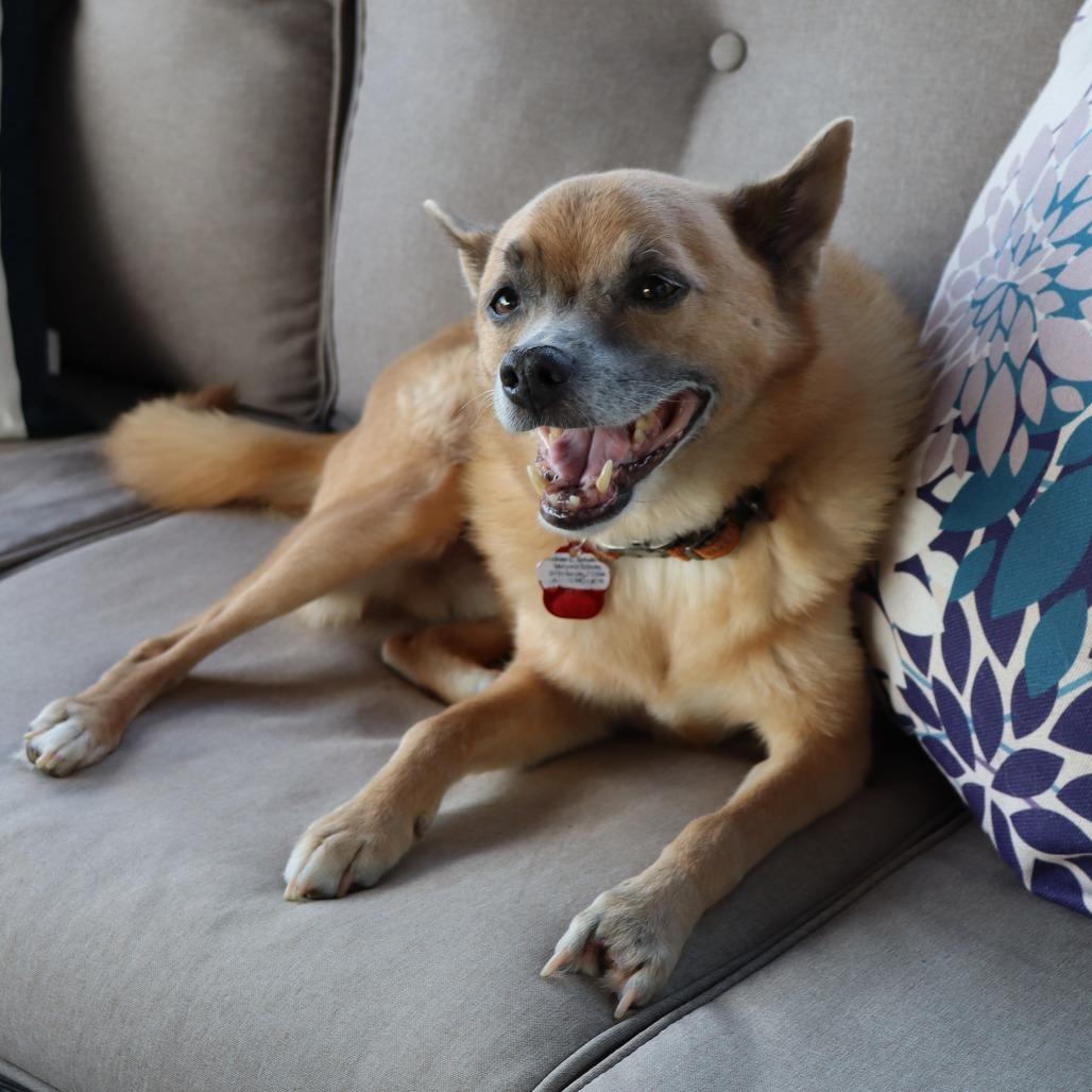 Enlarge Swiper, a Adoptable mixed breed in Festus, MO image 3/4
