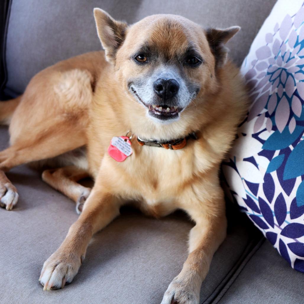 Enlarge Swiper, a Adoptable mixed breed in Festus, MO image 4/4
