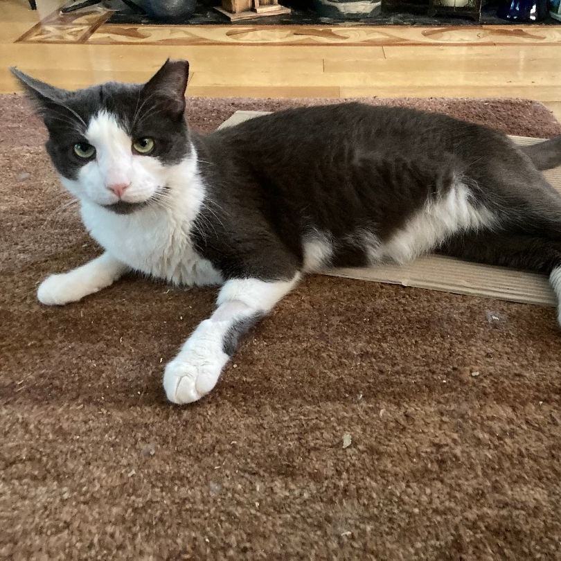 Enlarge Grover, a Adoptable Domestic Short Hair in Colts Neck, NJ image 4/6