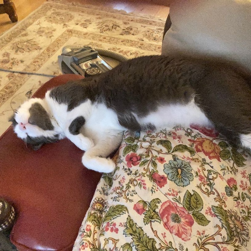 Enlarge Grover, a Adoptable Domestic Short Hair in Colts Neck, NJ image 5/6