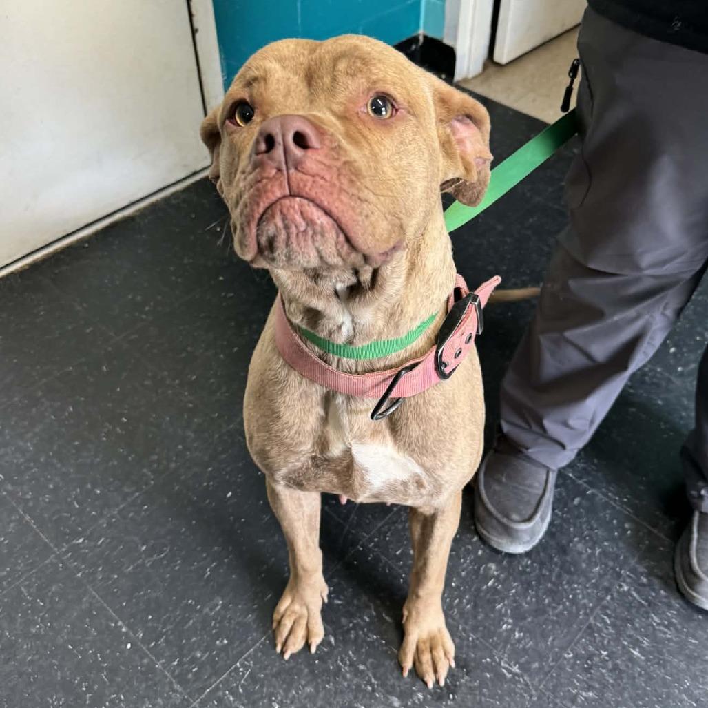 Athena, Adoptable, Adult Female Cane Corso & Pit Bull Terrier.