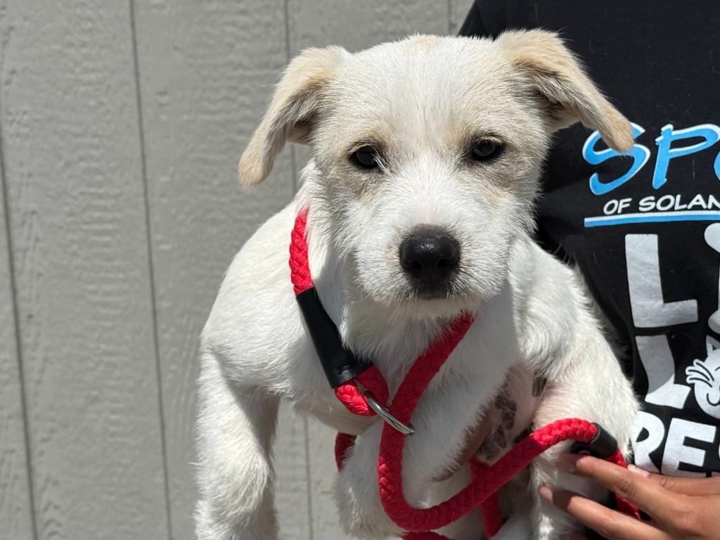 Odie, Adoptable, Puppy Male Terrier & Mixed Breed.