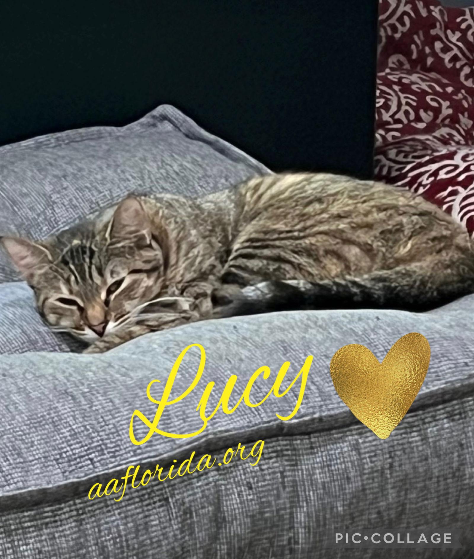 Lucy, a Adoptable mixed breed in Pensacola, FL image 1/3