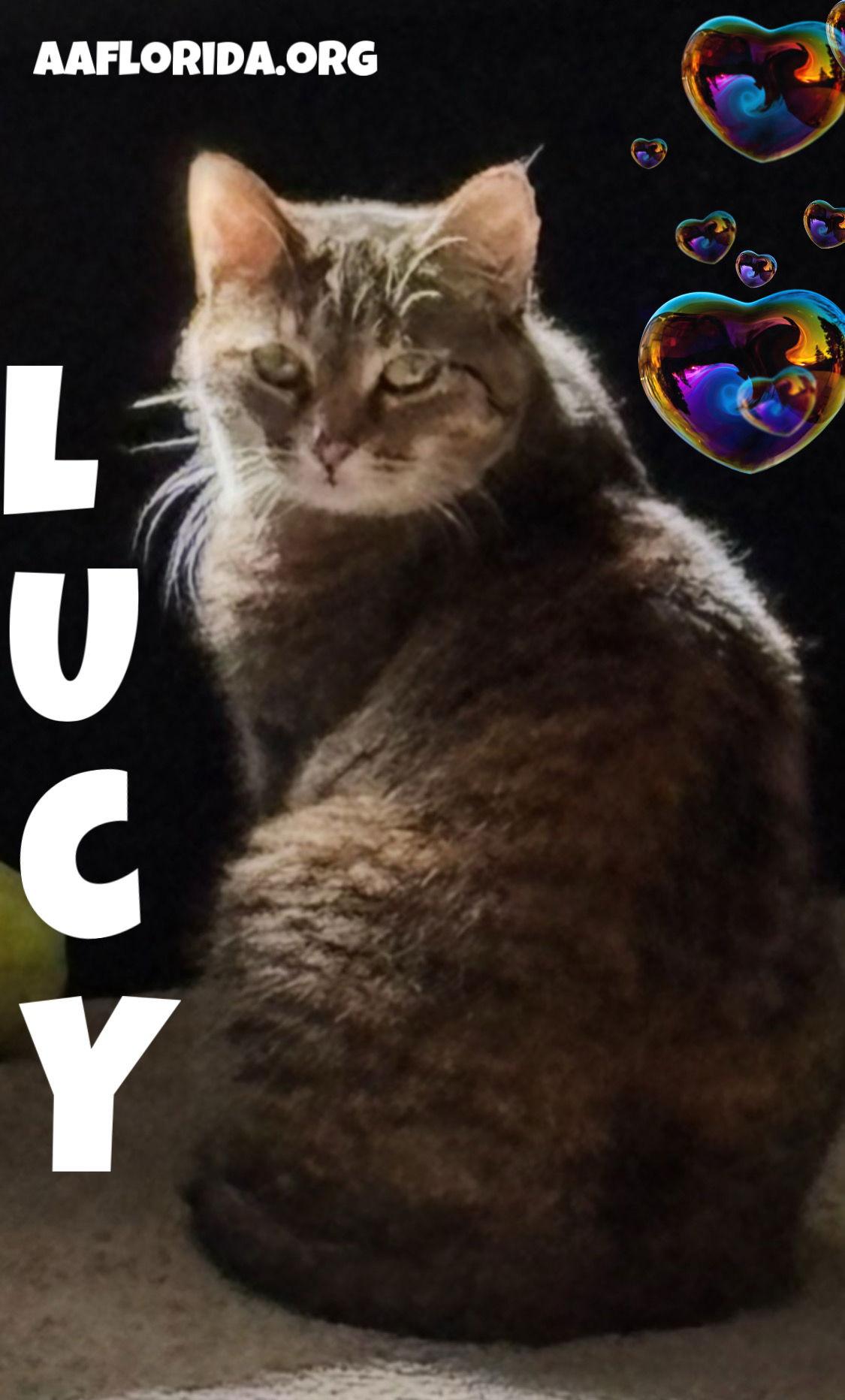 Lucy, a Adoptable mixed breed in Pensacola, FL image 2/3