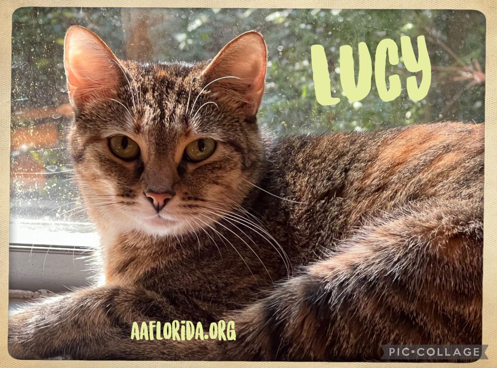 Lucy, a Adoptable mixed breed in Pensacola, FL image 3/3