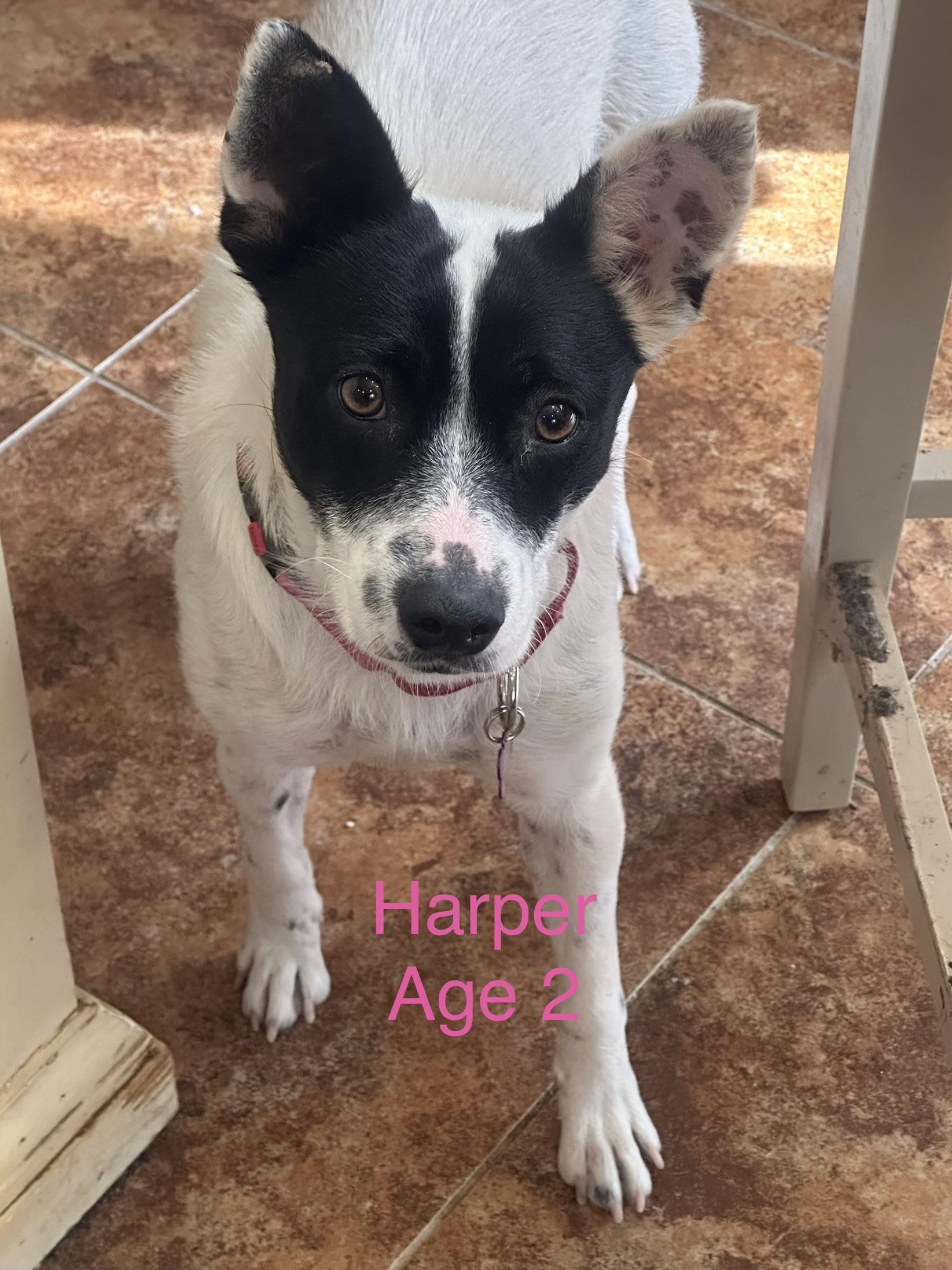 Harper, ADOPTABLE, Young Female Mixed Breed.
