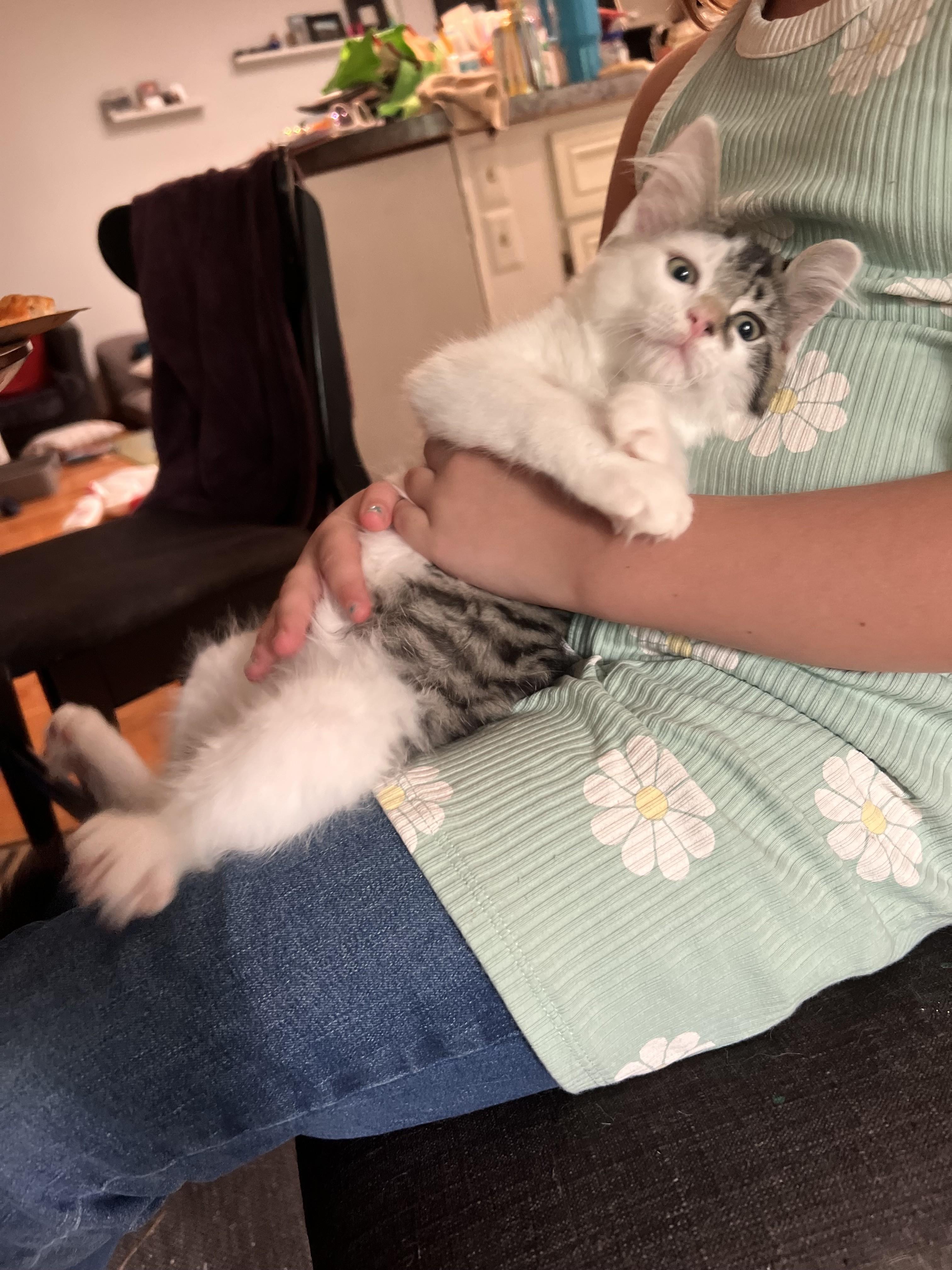 Enlarge Havarti, an adopted Domestic Medium Hair in Albany, NY image 3/4