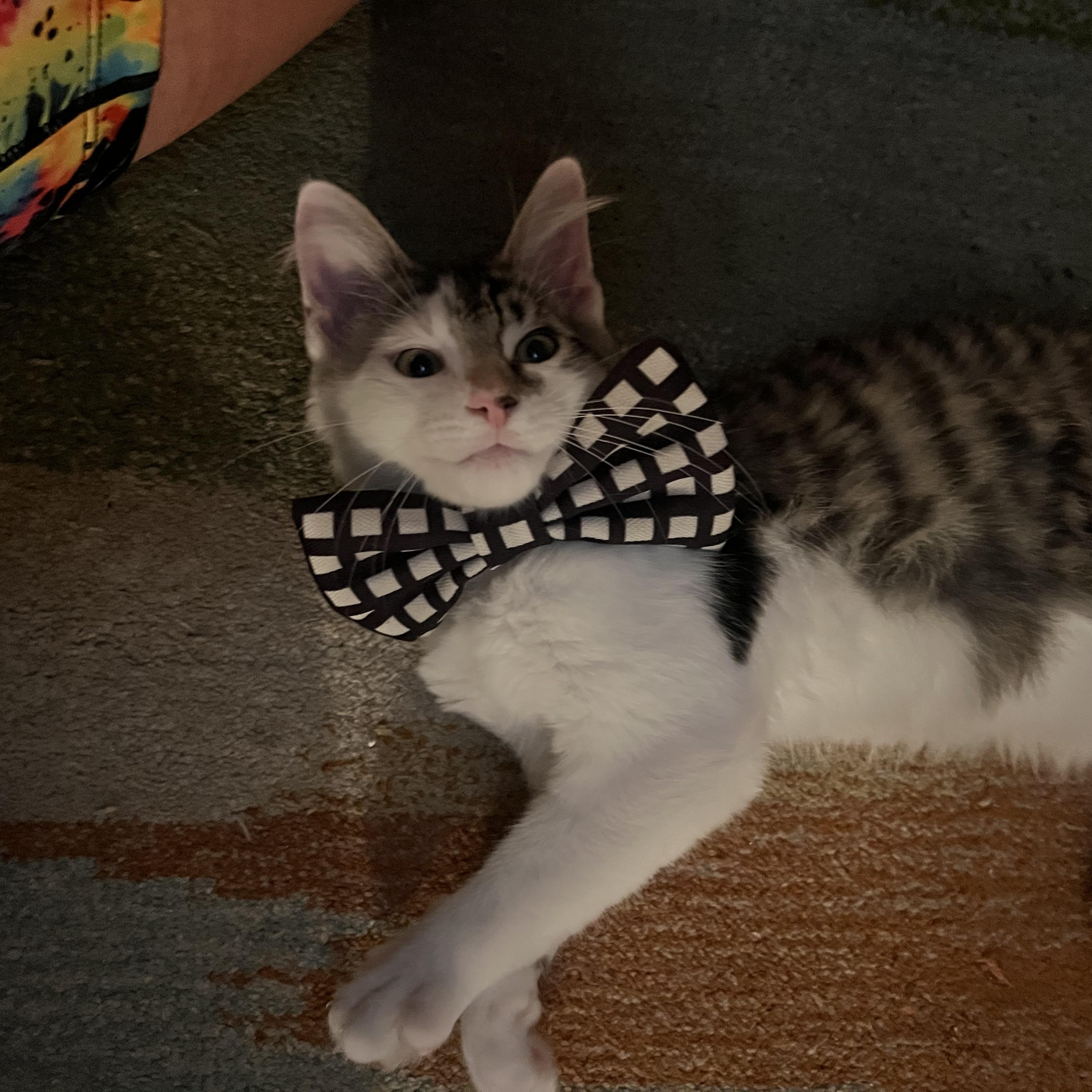 Enlarge Havarti, an adopted Domestic Medium Hair in Albany, NY image 2/4