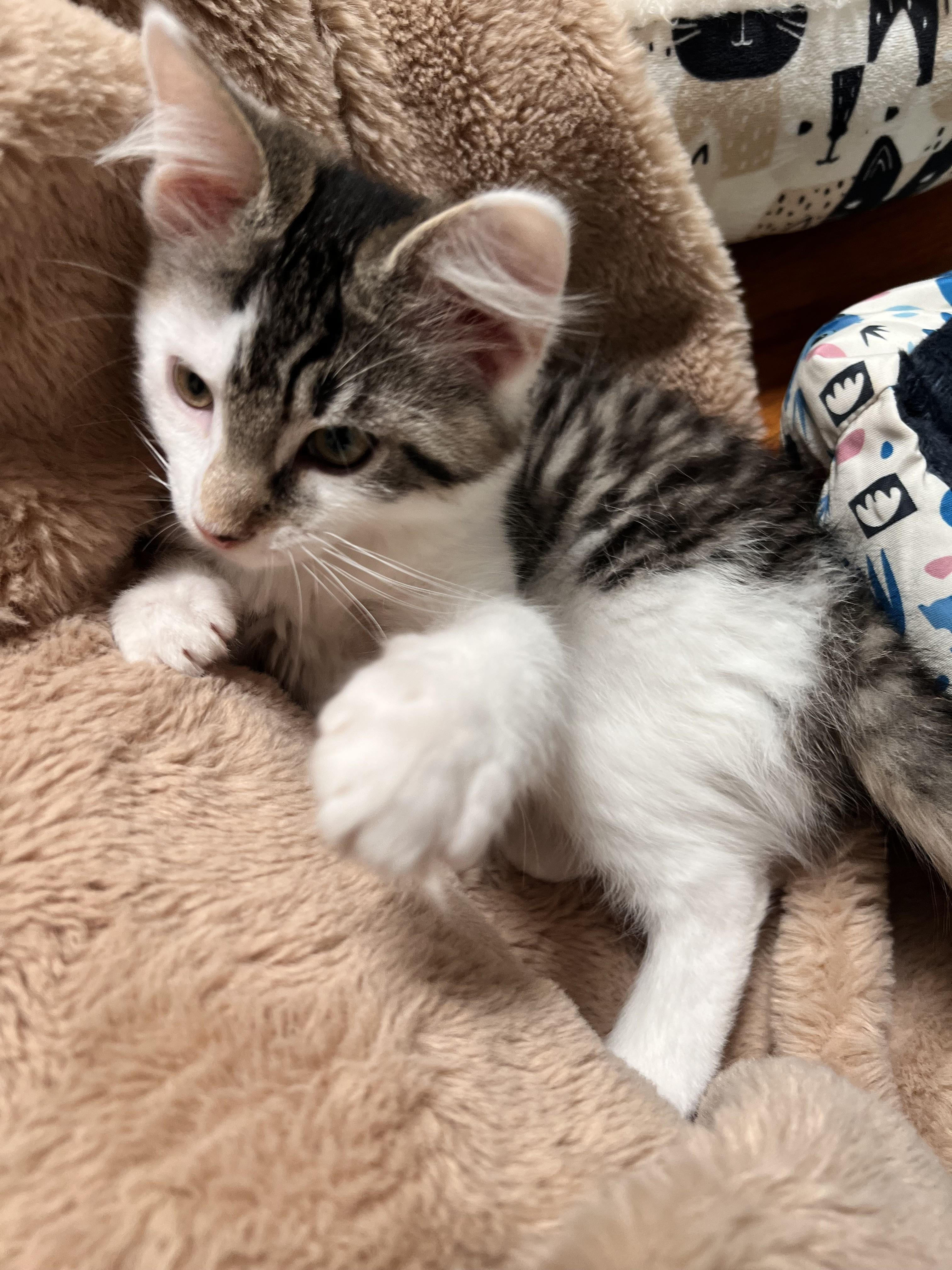 Enlarge Havarti, an adopted Domestic Medium Hair in Albany, NY image 4/4