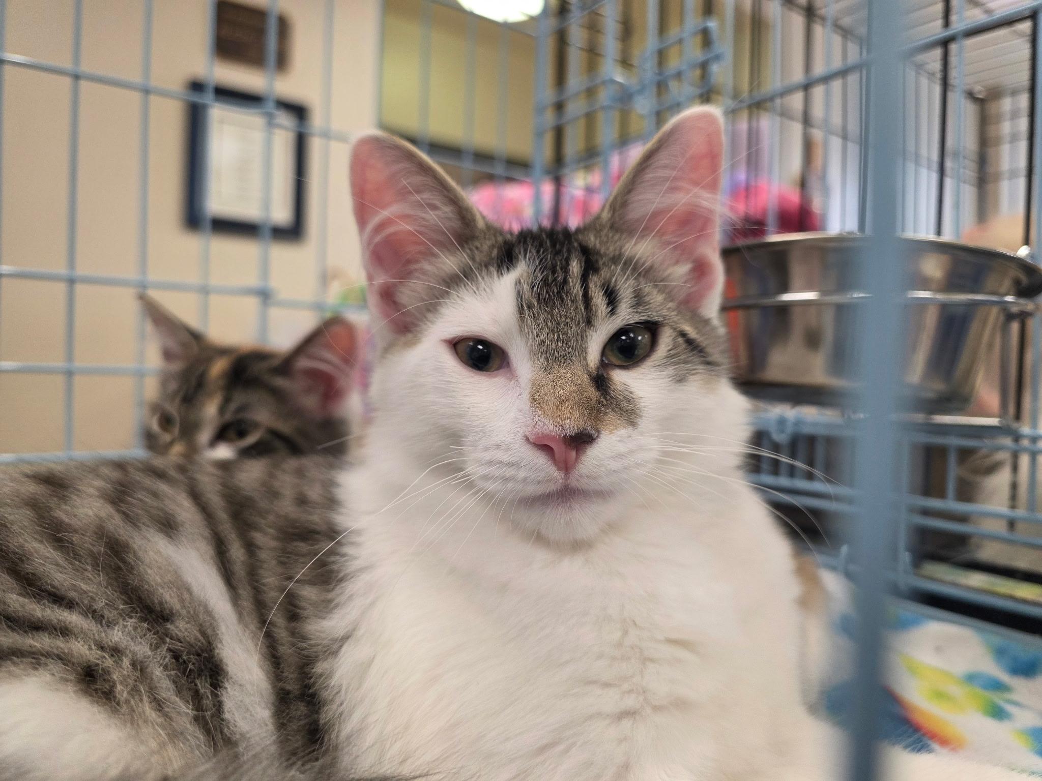 Enlarge Havarti, an adopted Domestic Medium Hair in Albany, NY image 1/4