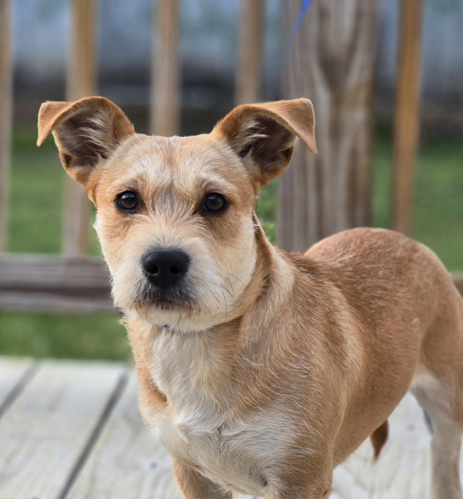 COCO, Adoptable, Young Female Terrier.