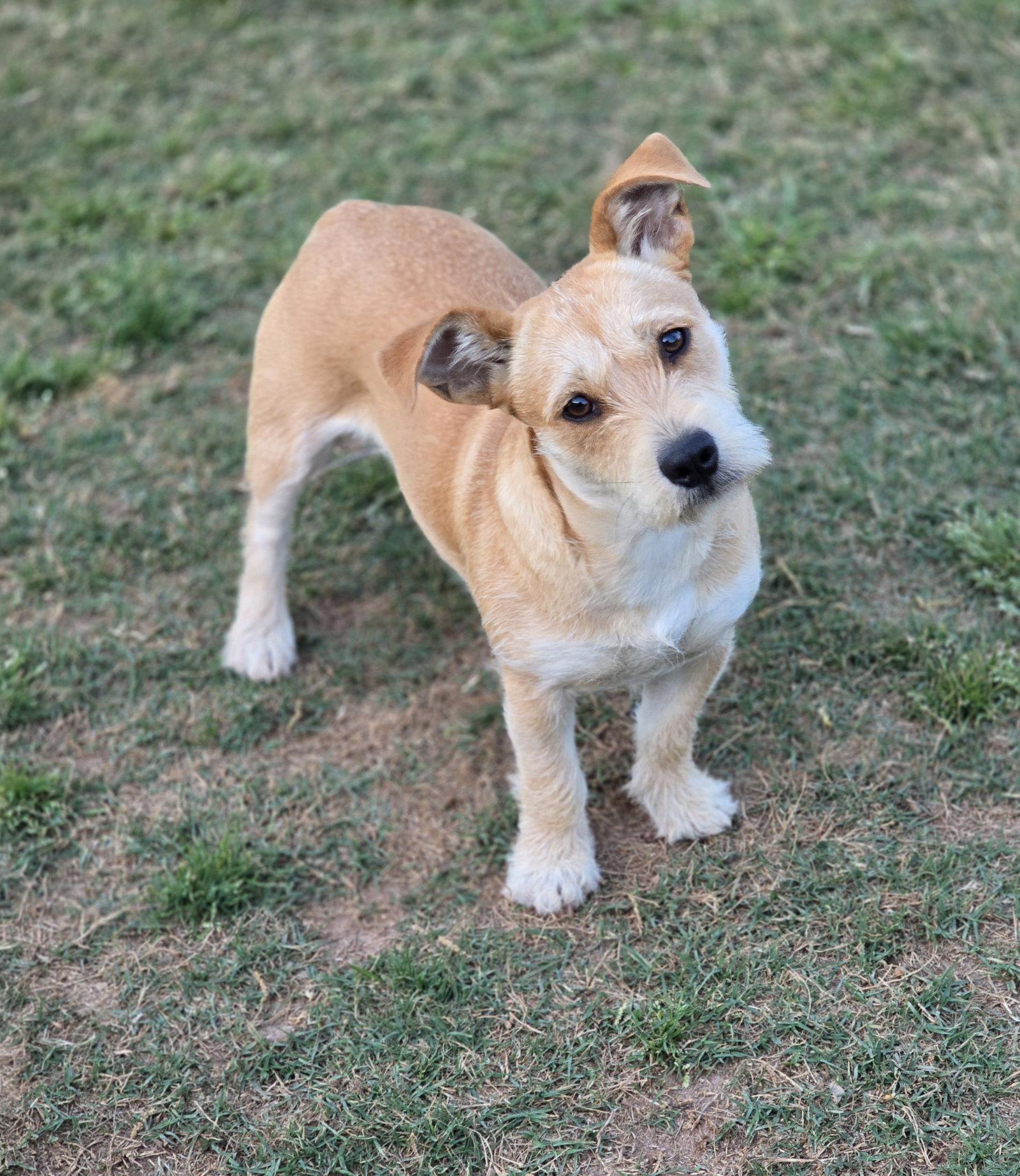 Enlarge COCO, a Adoptable Terrier in Social Circle, GA image 2/3