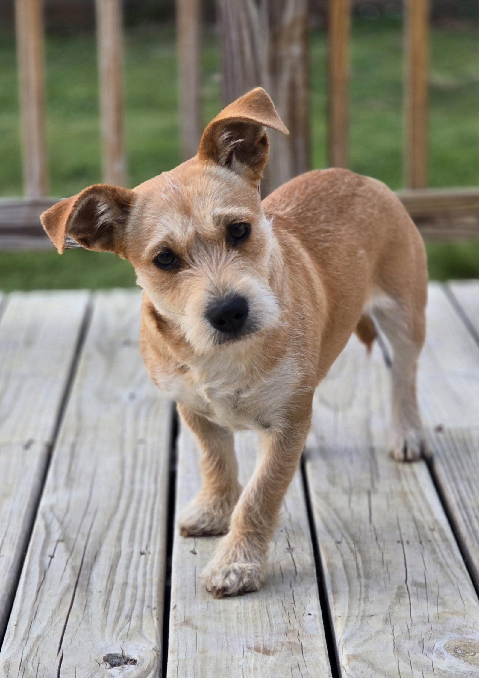 Enlarge COCO, a Adoptable Terrier in Social Circle, GA image 3/3