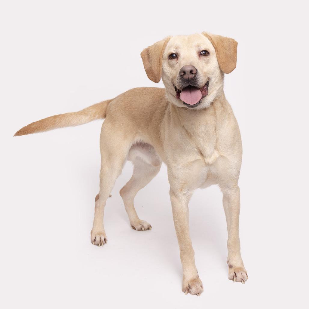Mace, Adoptable, Adult Male Yellow Labrador Retriever.