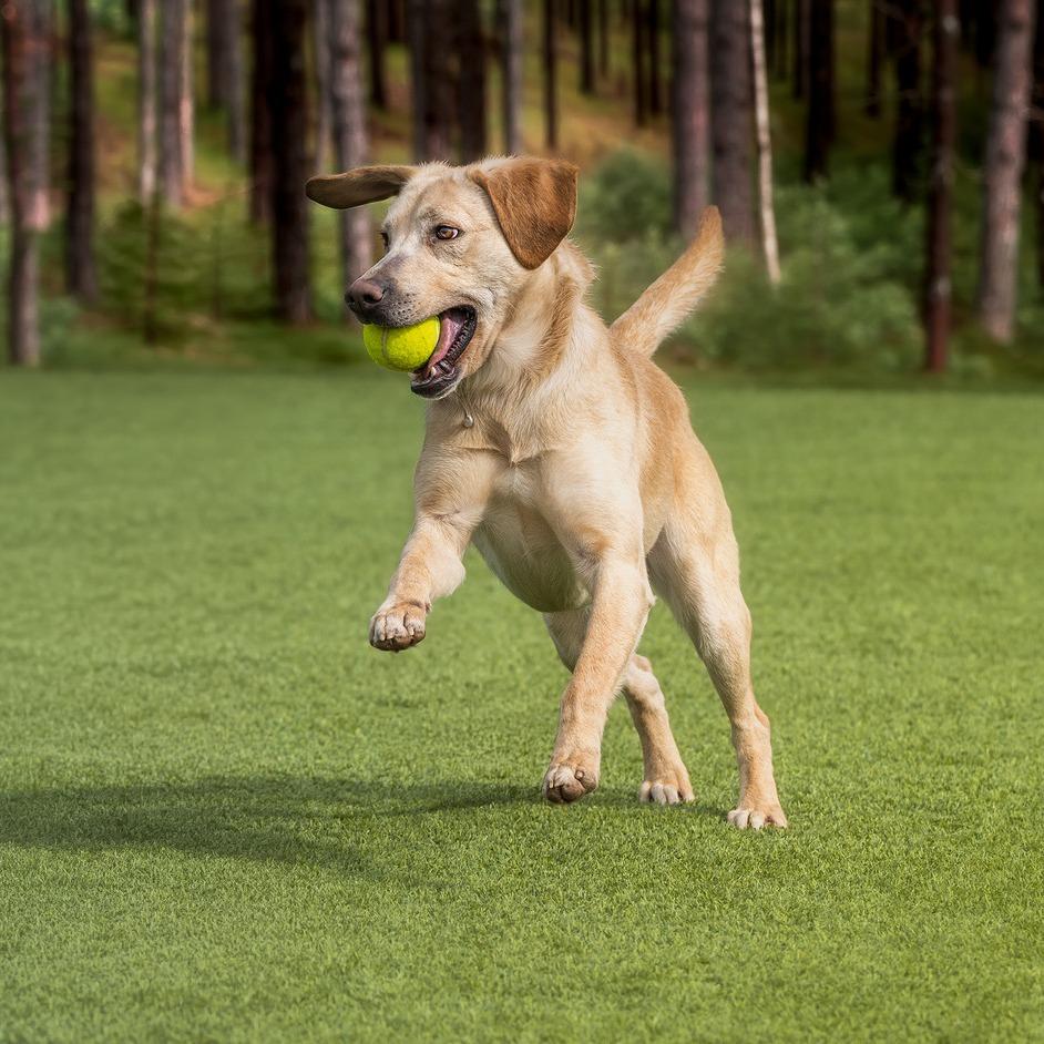 Mace — thumbnail 3