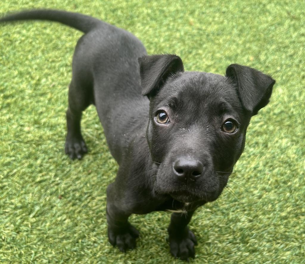 Enlarge Lola, a Adoptable mixed breed in Madison, GA image 2/2