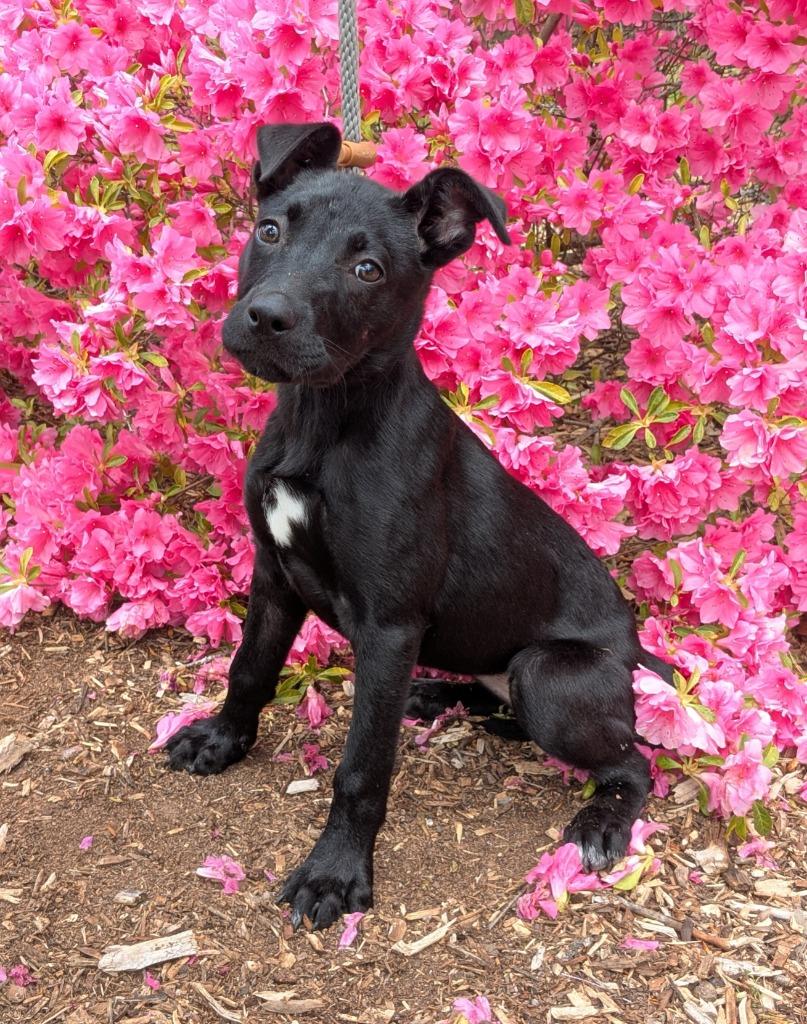 Enlarge Lola, a Adoptable mixed breed in Madison, GA image 3/3