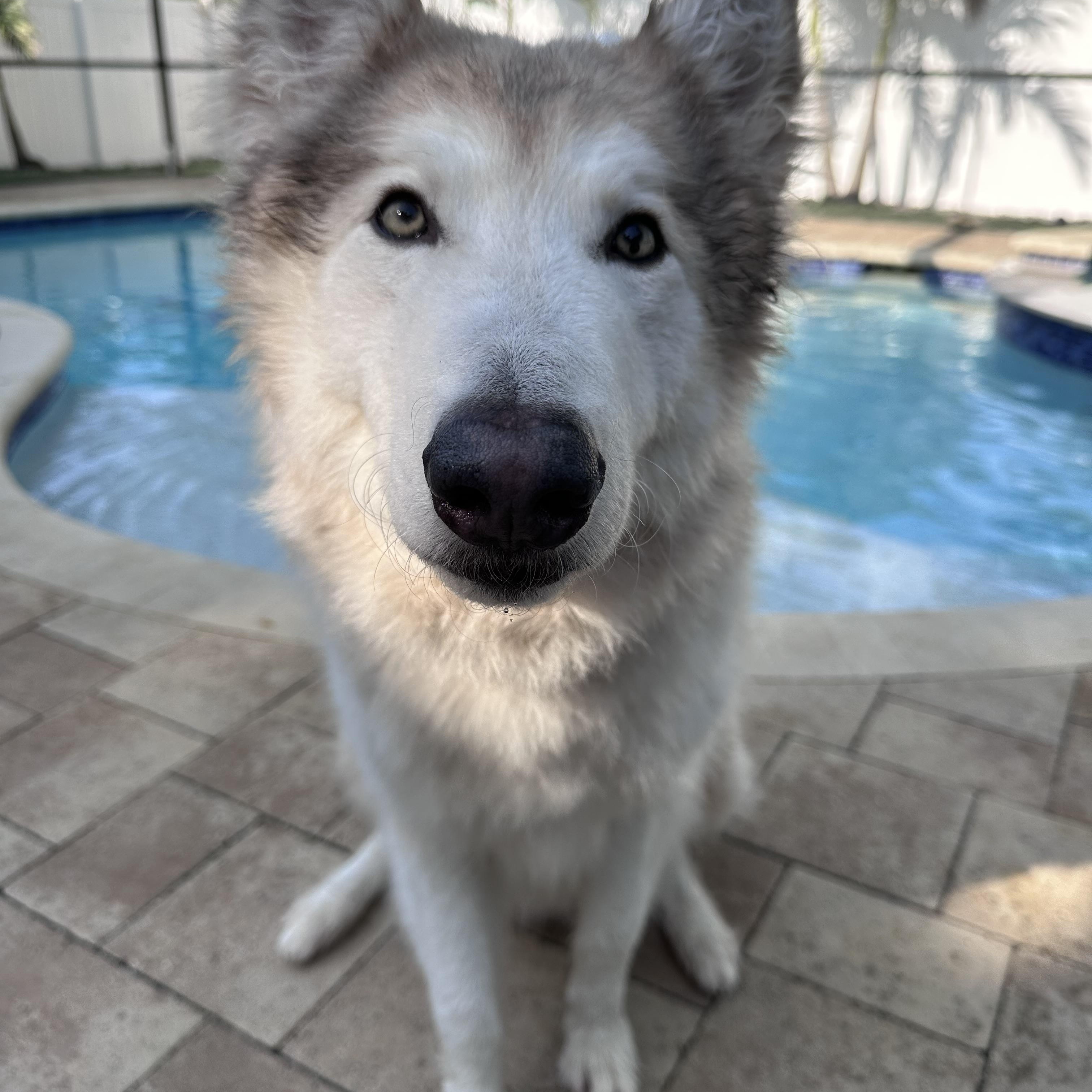 Zero, Adopted, Adult Male Alaskan Malamute & Siberian Husky.