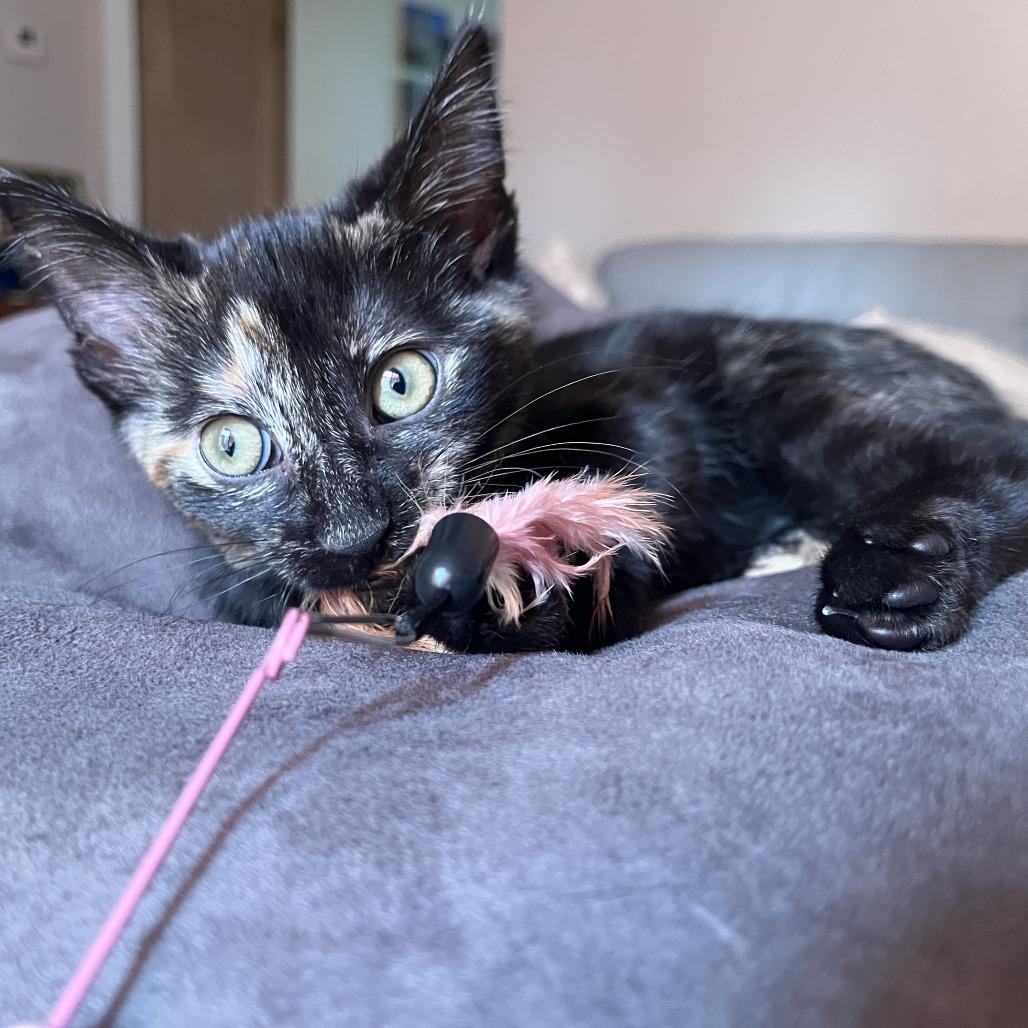 Enlarge Knit, a Adoptable Domestic Short Hair in St. Paul, MN image 2/6