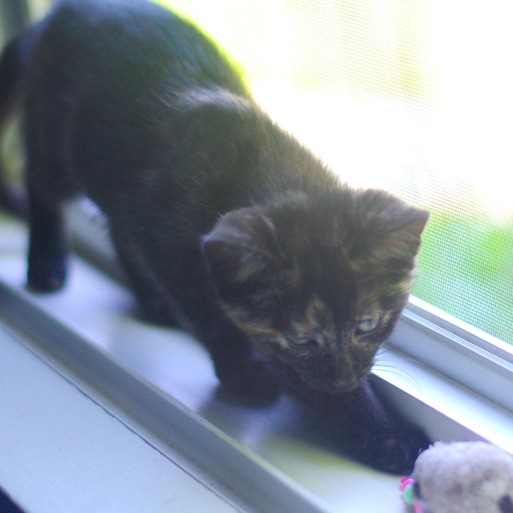Enlarge Knit, a Adoptable Domestic Short Hair in St. Paul, MN image 3/6