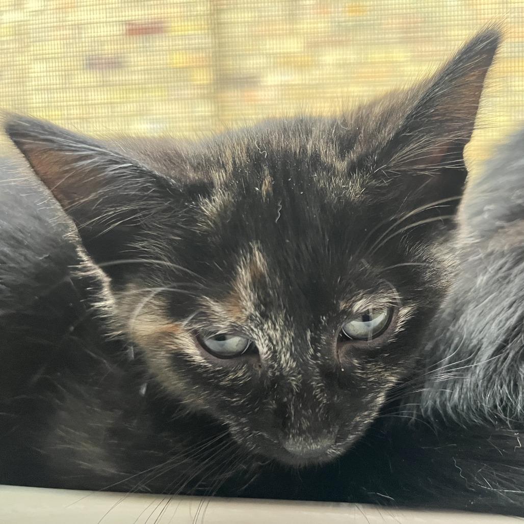 Enlarge Knit, a Adoptable Domestic Short Hair in St. Paul, MN image 4/6
