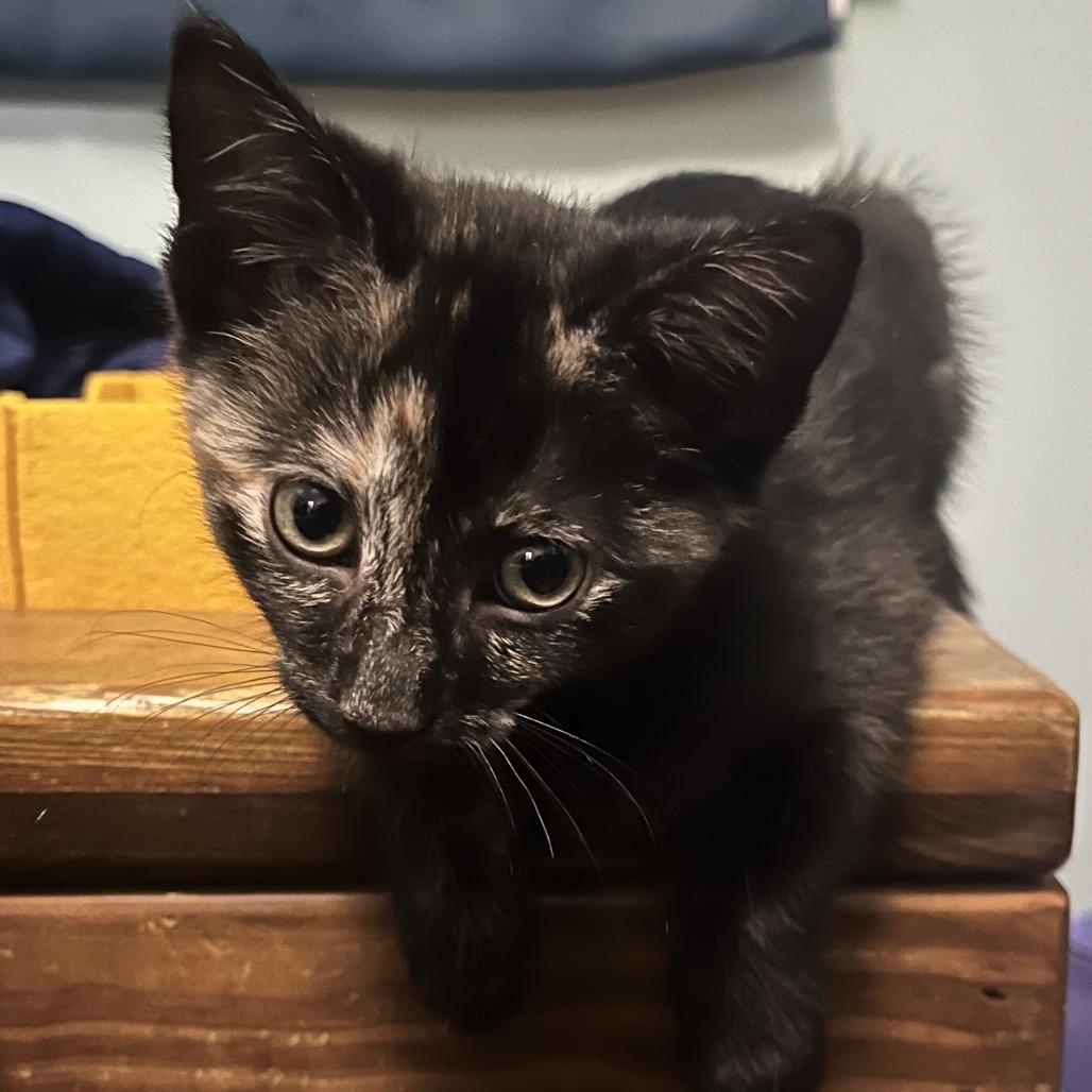 Enlarge Knit, a Adoptable Domestic Short Hair in St. Paul, MN image 5/6
