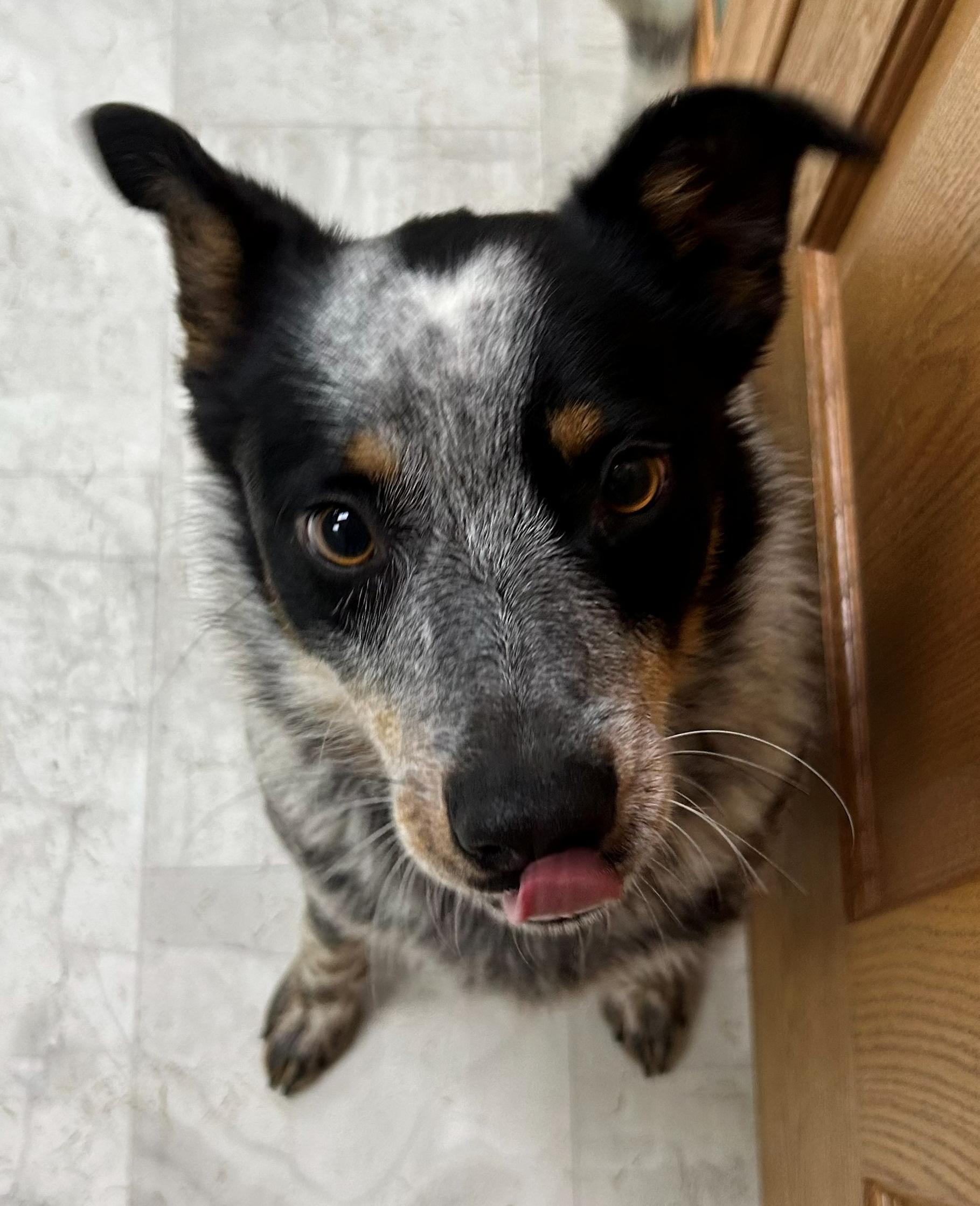 Luke, a Adoptable Australian Cattle Dog / Blue Heeler in Neillsville, WI image 5/5