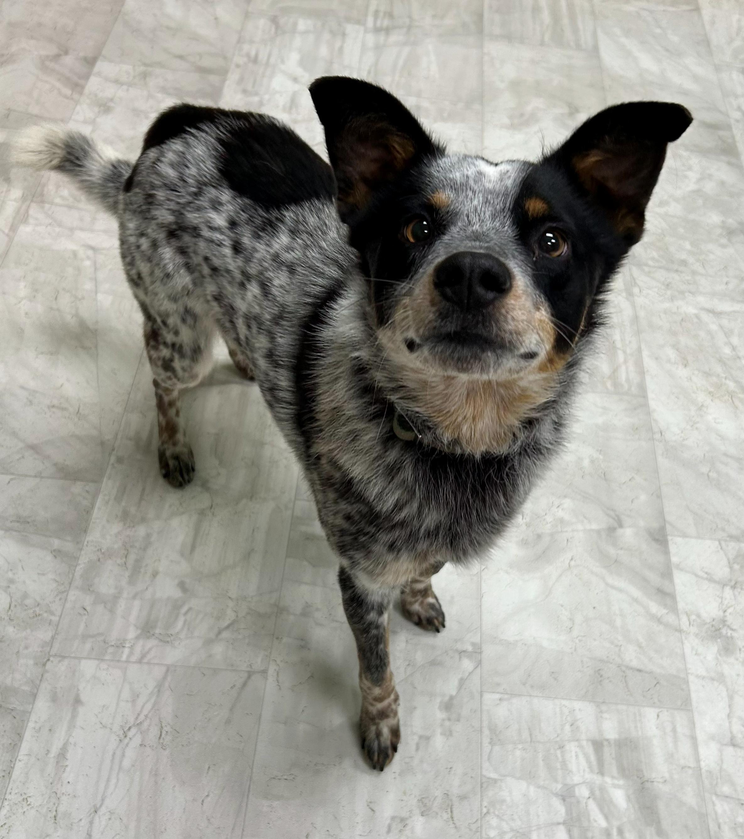 Luke, Adoptable, Adult Male Australian Cattle Dog / Blue Heeler.