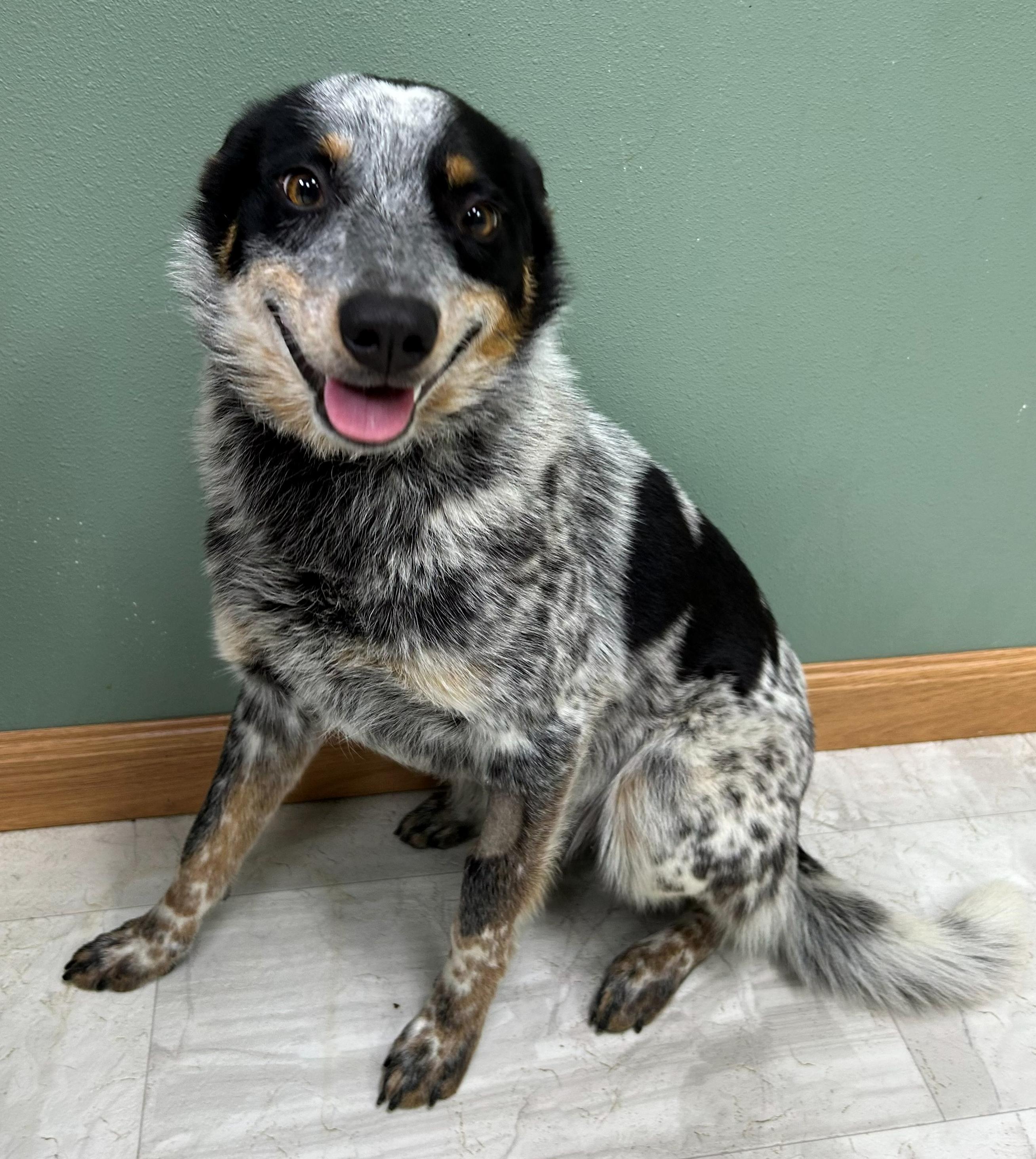 Luke, a Adoptable Australian Cattle Dog / Blue Heeler in Neillsville, WI image 3/5