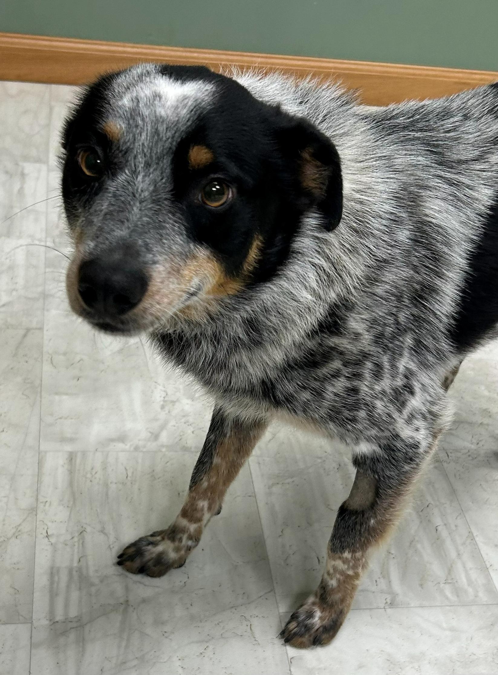 Luke, a Adoptable Australian Cattle Dog / Blue Heeler in Neillsville, WI image 2/5