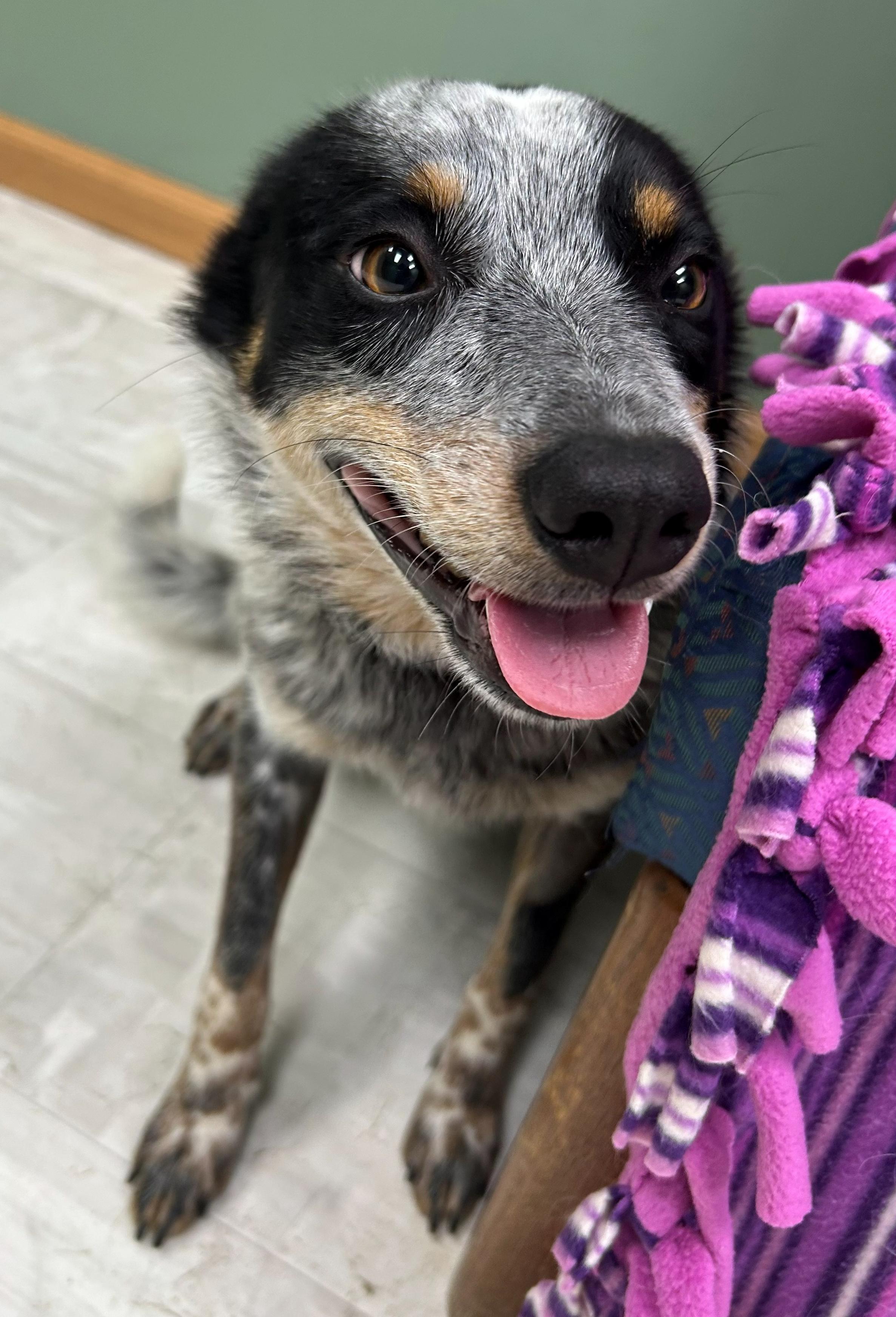 Luke, a Adoptable Australian Cattle Dog / Blue Heeler in Neillsville, WI image 4/5