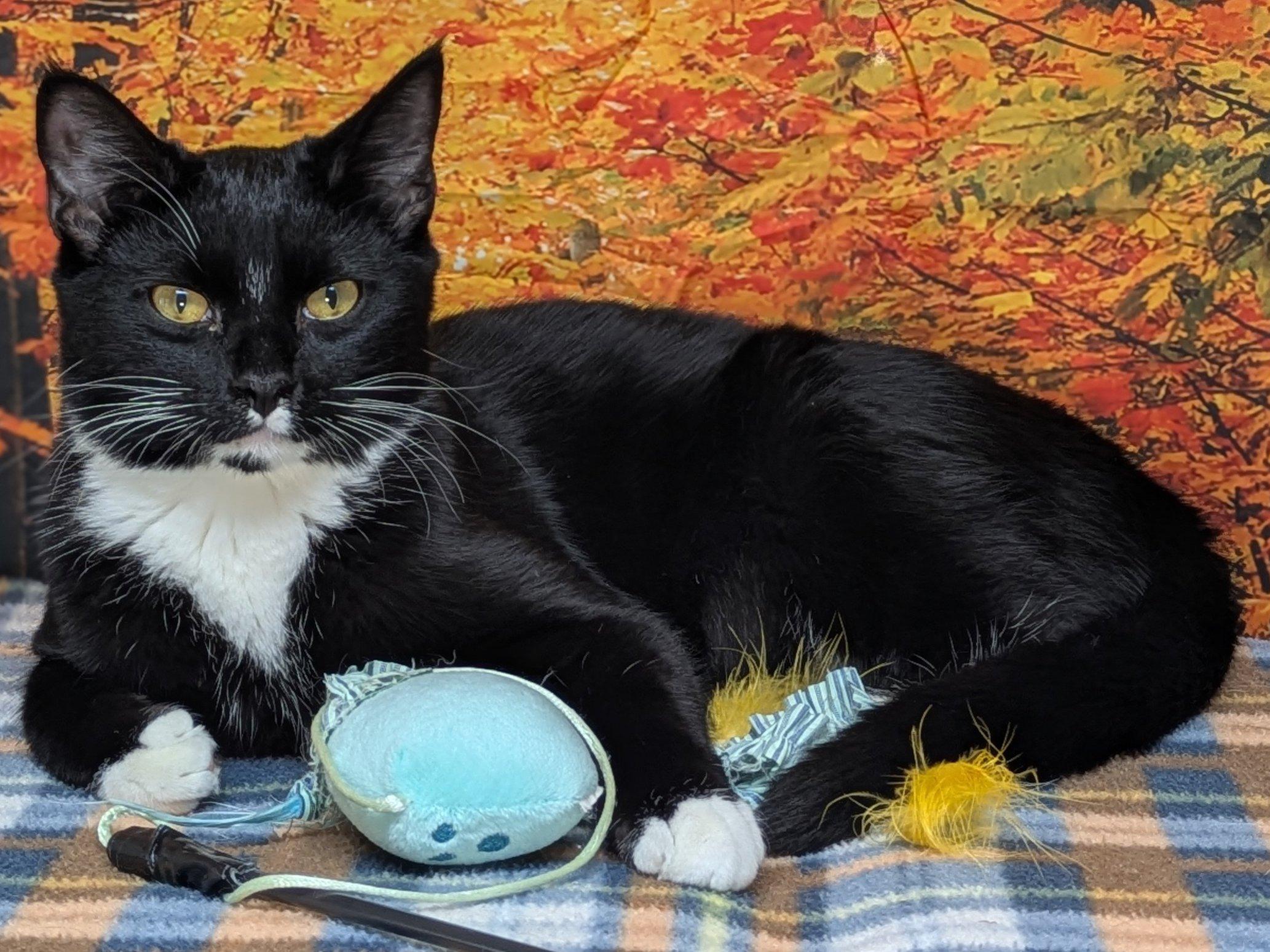 Kettle Chip SHY CAT SPECIAL $20, an adoptable Tuxedo, Domestic Short Hair in Republic, WA, 99166 | Photo Image 2