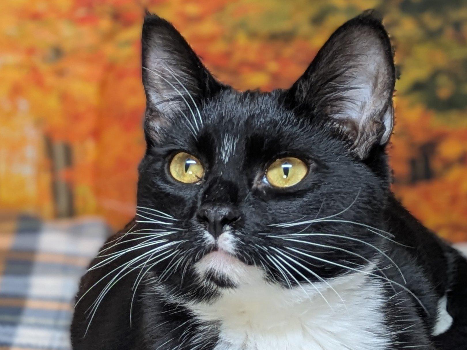 Kettle Chip SHY CAT SPECIAL $20, an adoptable Tuxedo, Domestic Short Hair in Republic, WA, 99166 | Photo Image 1