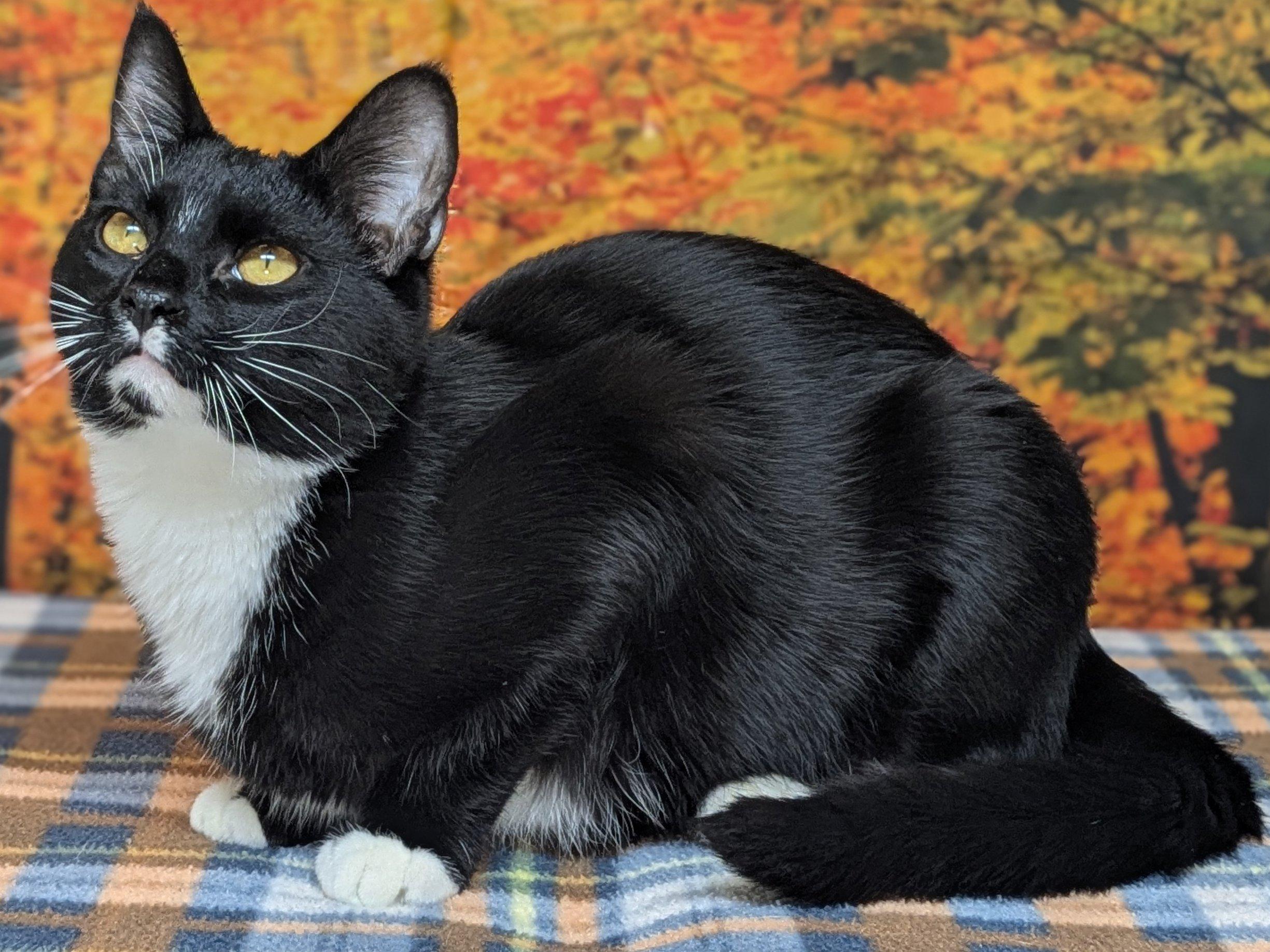 Enlarge Kettle Chip SHY CAT SPECIAL $20, a Adoptable mixed breed in Republic, WA image 4/6