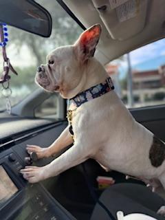 Enlarge Opal, a Adoptable mixed breed in Mesa, AZ image 1/6